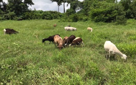 FINCA EN VENTA EN EL ESTADO COJEDES SECTOR OJO DE AGUA CARRETERA NACIONAL TRONCAL N005 VIA ACARIGUA
