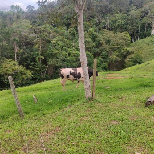 Finca Productiva en Nirgua Estado Yaracuy
